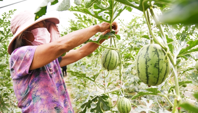 谷雨前后，種瓜點豆