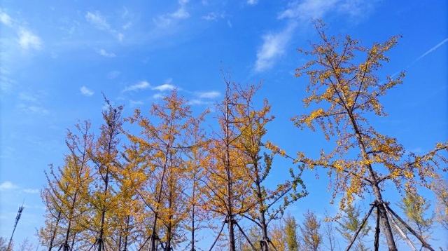 ?多彩的秋天，繽紛的秋葉